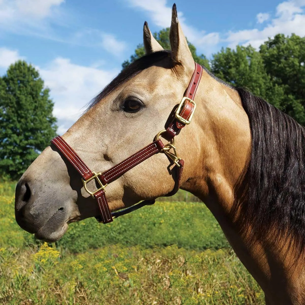 British Leather Halter, Large Horse, Size 8